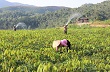 Phát triển vùng cao su ở Than Uyên - Kỳ 1: Khởi đầu thuận lợi